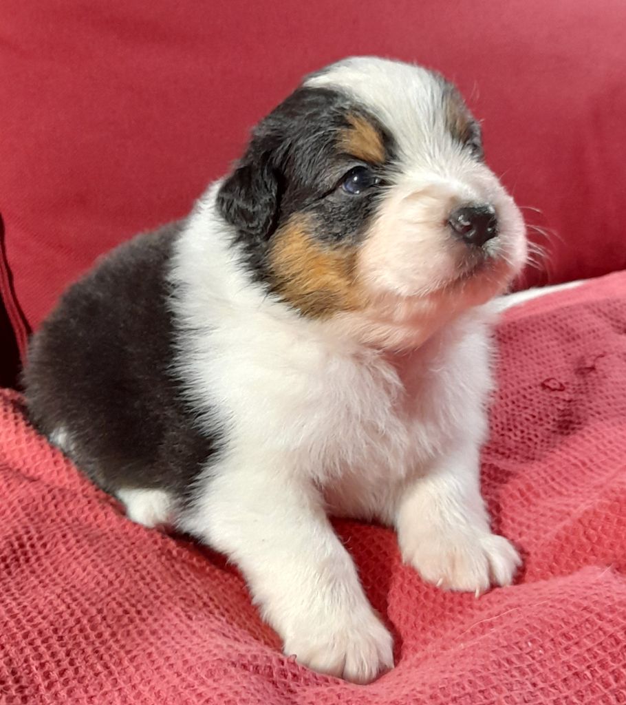 De La Vallee Du Zance - Chiot disponible  - Berger Australien