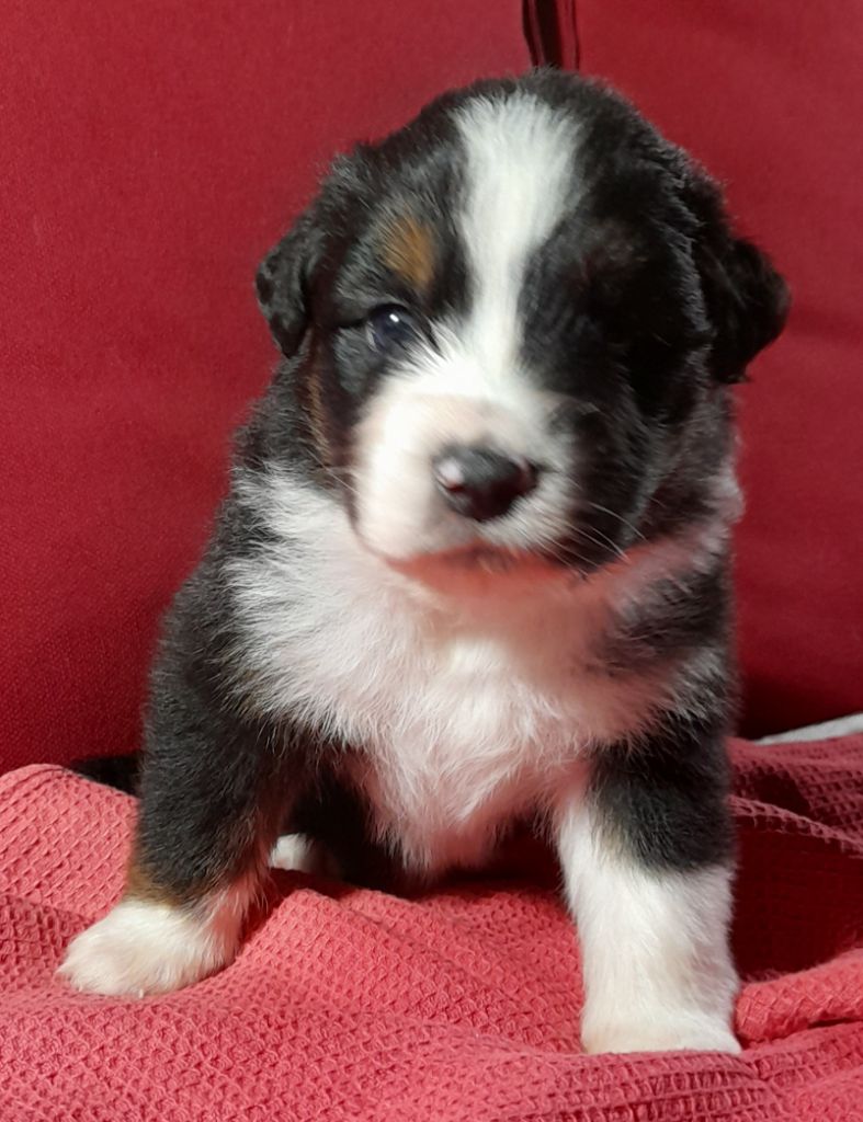 De La Vallee Du Zance - Chiot disponible  - Berger Australien