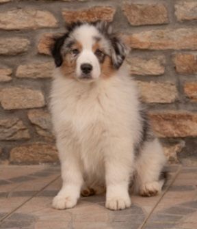 De La Vallee Du Zance - Chiot disponible  - Berger Australien