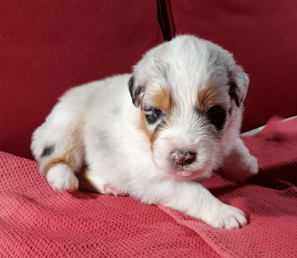 De La Vallee Du Zance - Chiot disponible  - Berger Australien