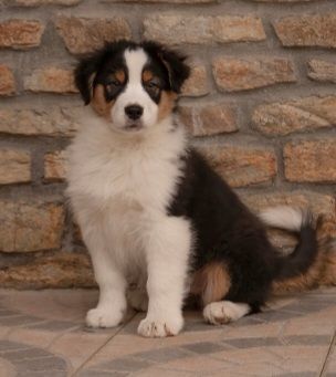 chiot Berger Australien De La Vallee Du Zance